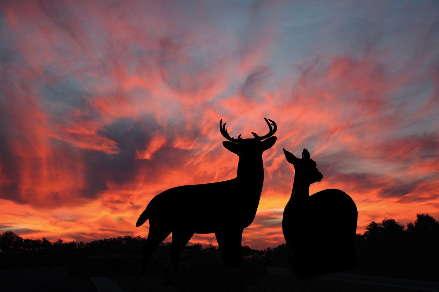 bigstock-Doe-and-Buck-Whitetail-Deer-11357258